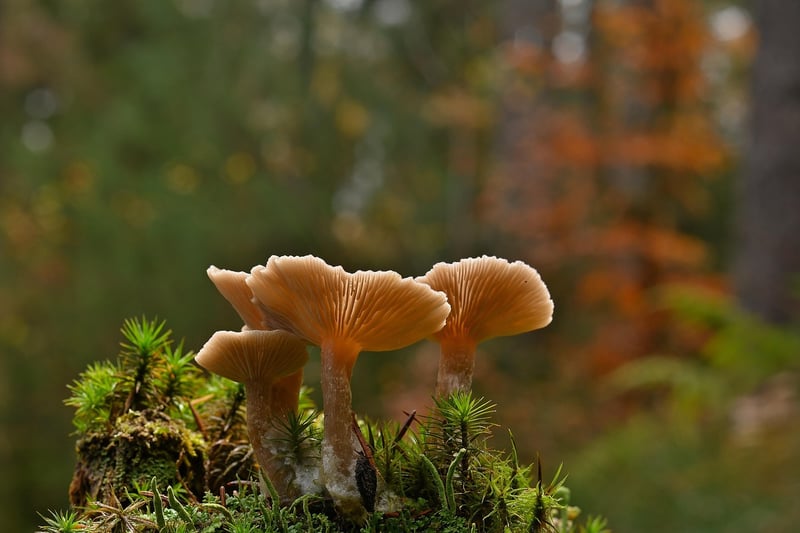 Mushroom packaging